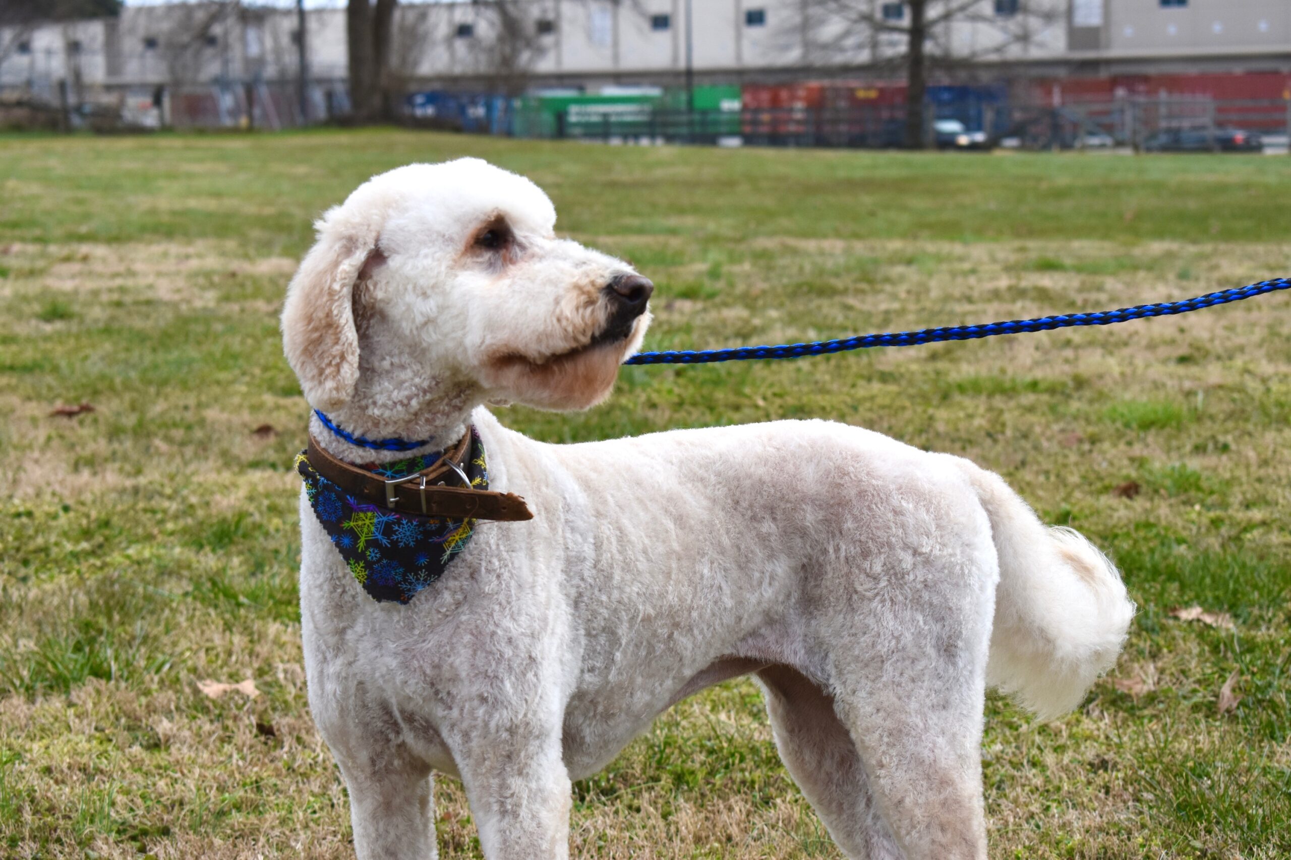 Dog resting comfortably during long-term boarding near Lawrenceville