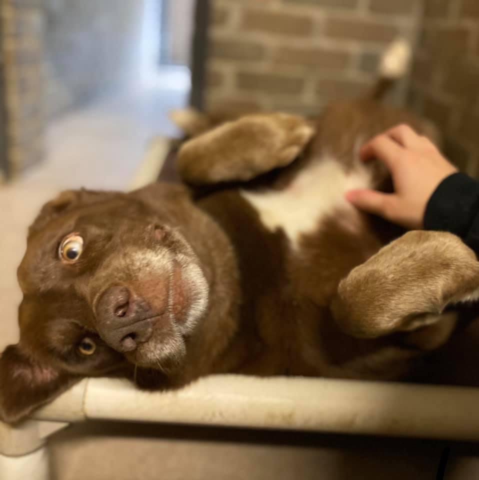 Dog Cuddle time