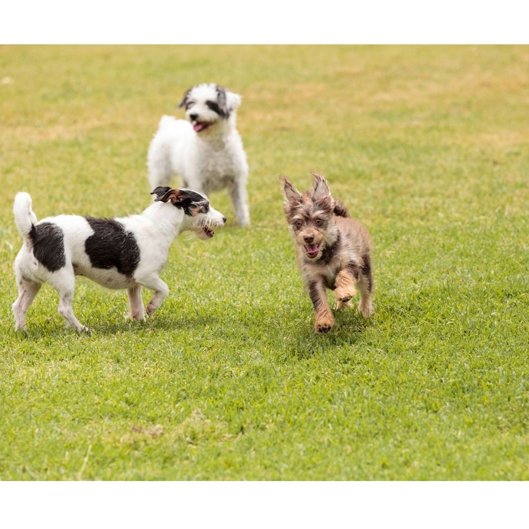 Group play