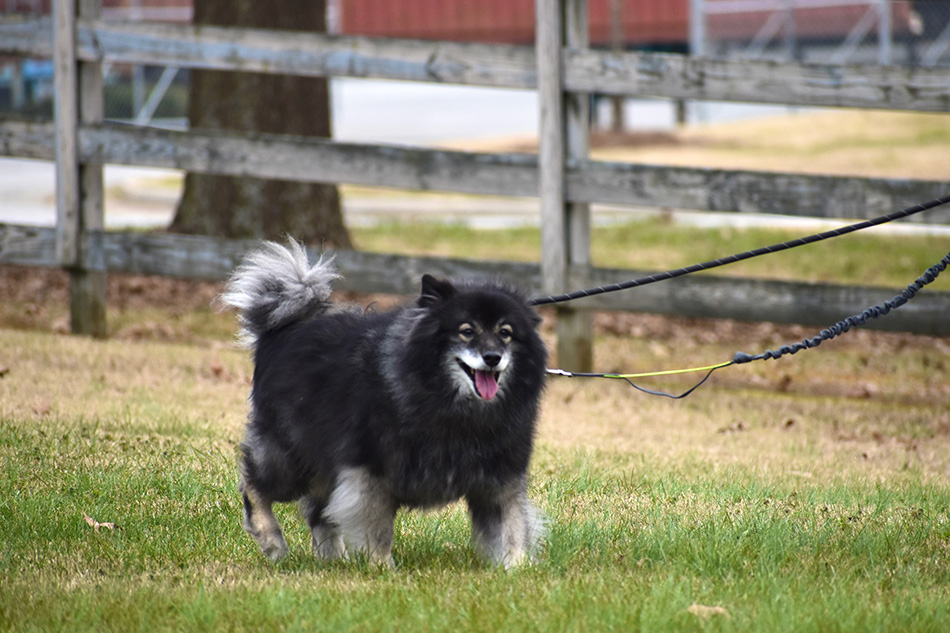 dog nature walk
