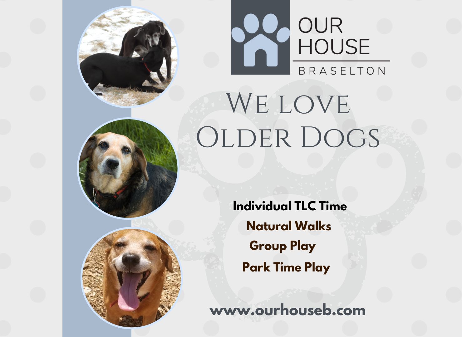 Older Dogs Exercise – How To Keep Your Older Dog Fit And Healthy