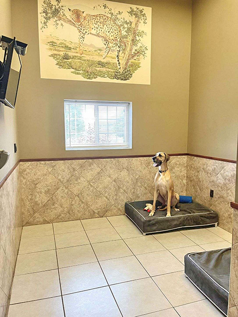 Our House Dog Presidential Suite