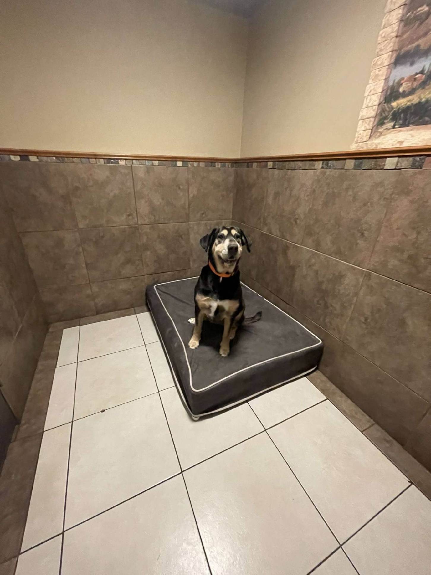 Our house Braselton Dog executive suite