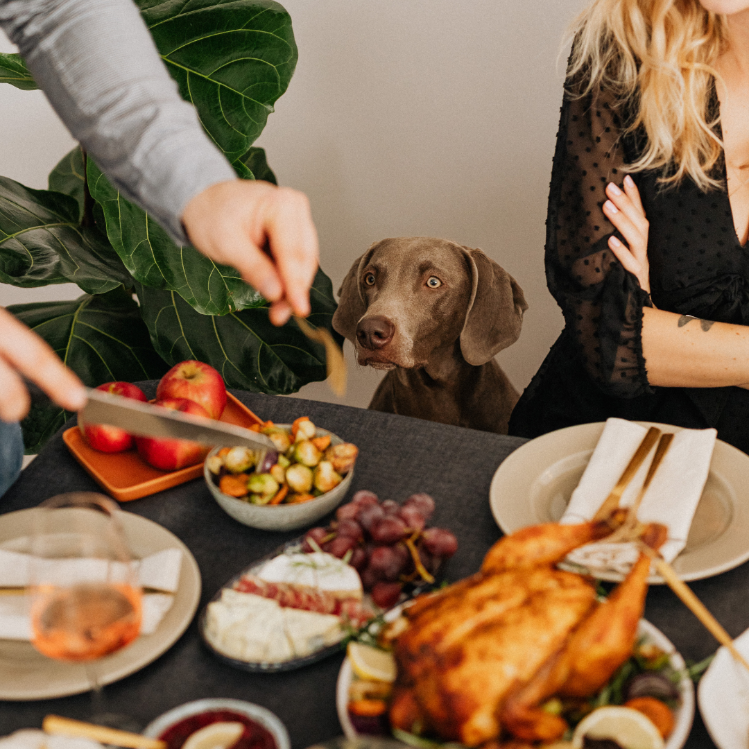 Holiday foods: Do’s and Dont’s for your Dogs
