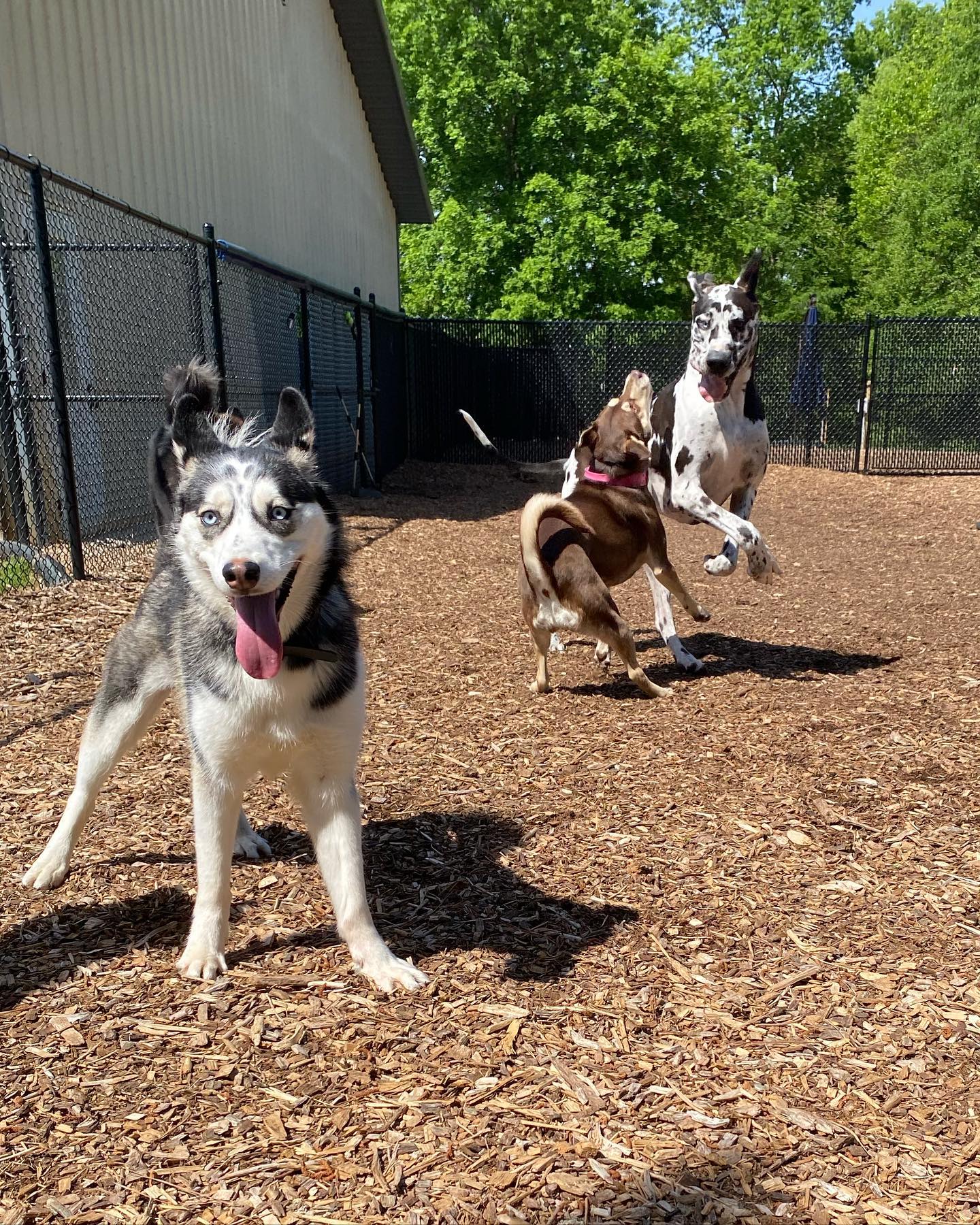 Doggy Day School at Our House in Braselton,