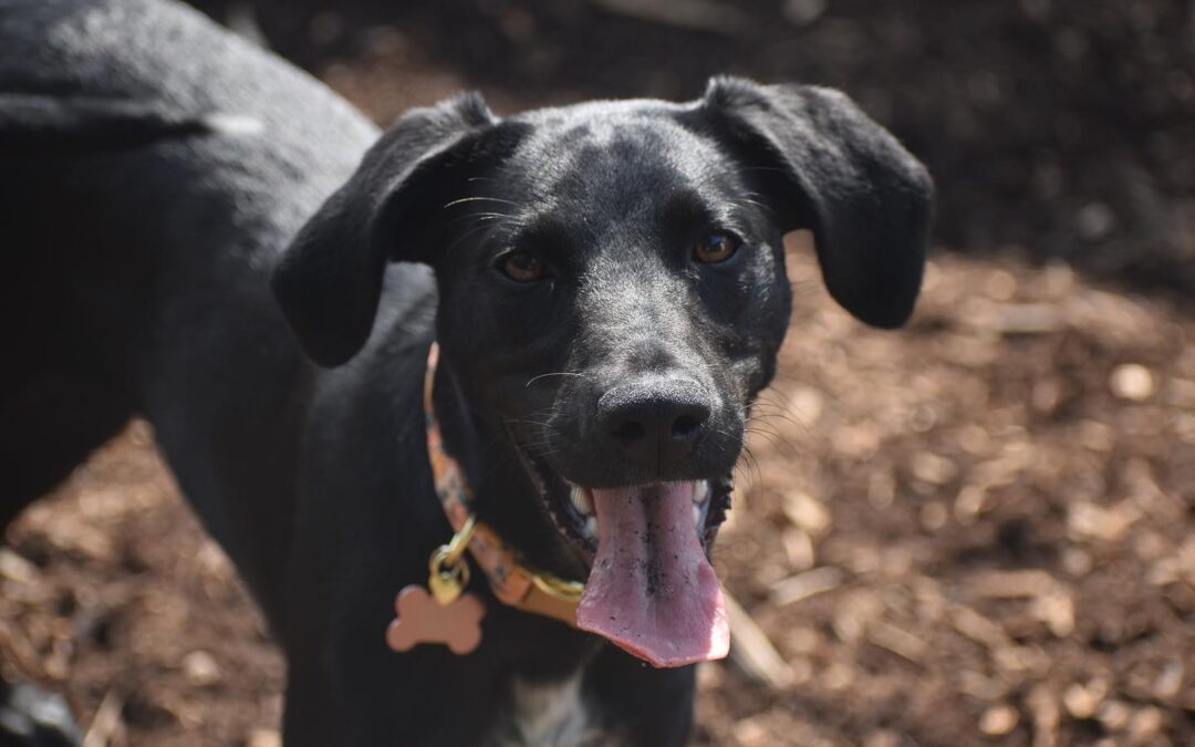 Happy black dog. Stay and Train at Our House Braselton