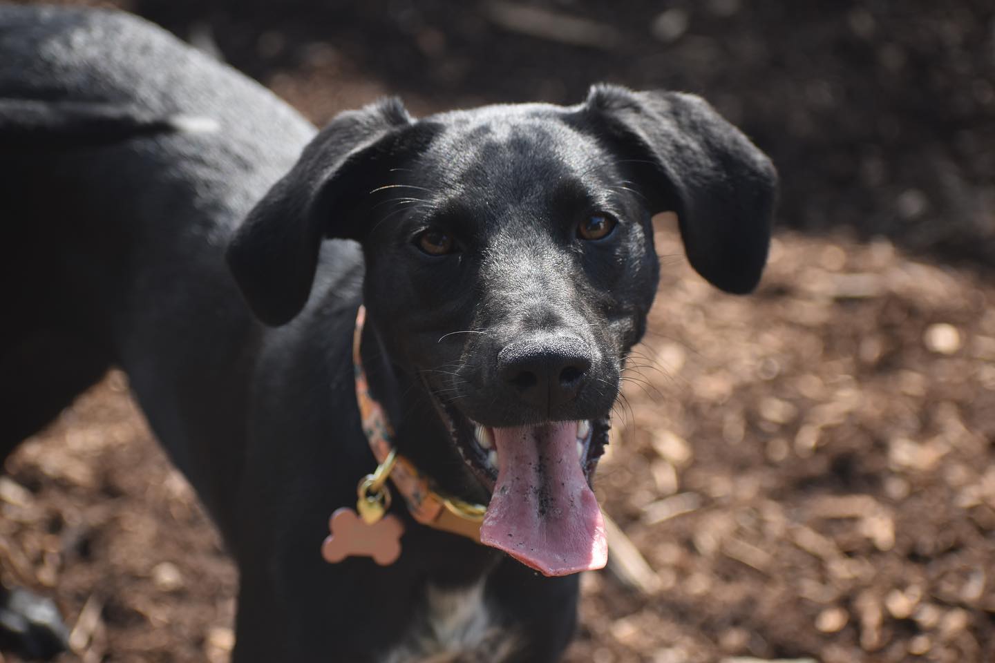 Happy black dog. Stay and Train at Our House Braselton