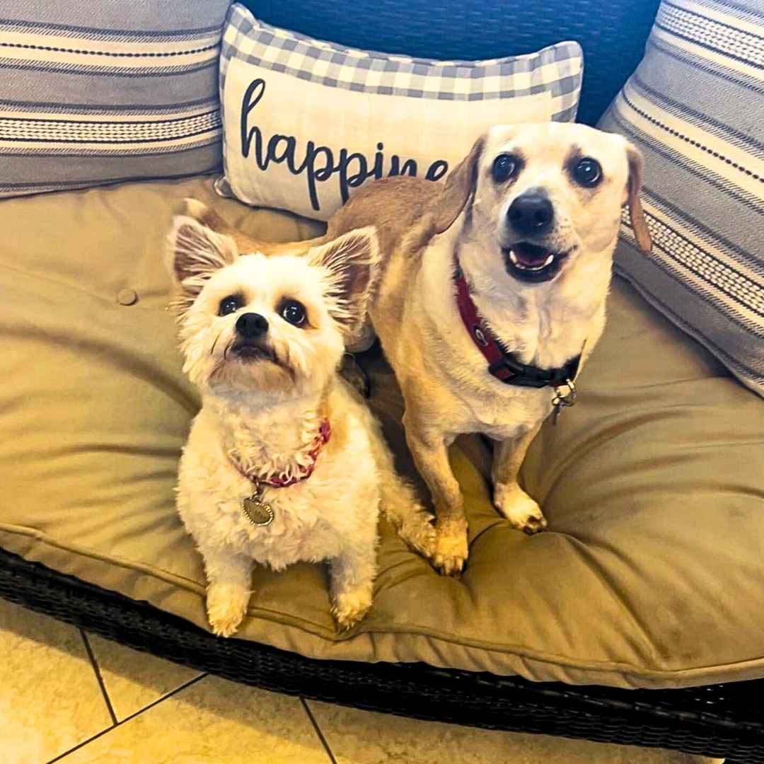 Wonderful Pet Suites for Dogs Near Lawrenceville and NE OUR