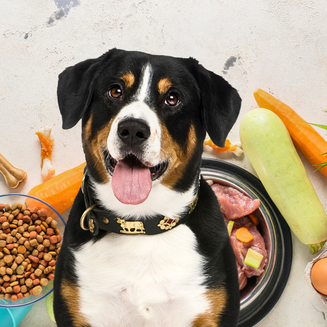The Ultimate Guide to Keeping Your Pet Healthy with Nutritious Meals