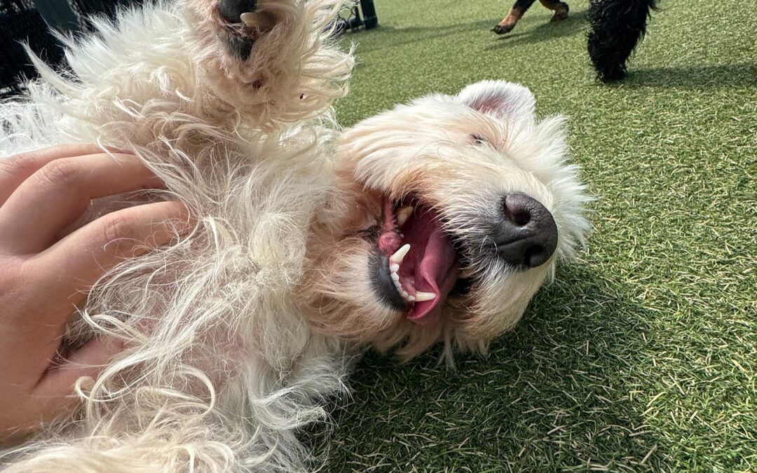 The Best Dog Boarding Services in Braselton, Georgia