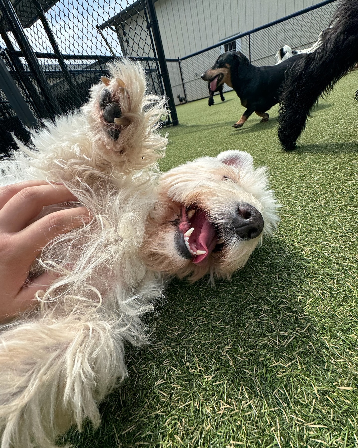 The Best Dog Boarding Services in Braselton, OUR HOUSE Braselton