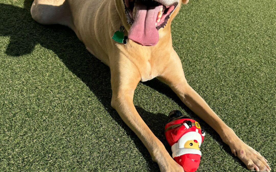 Keeping Your Dog Cool During The Summer