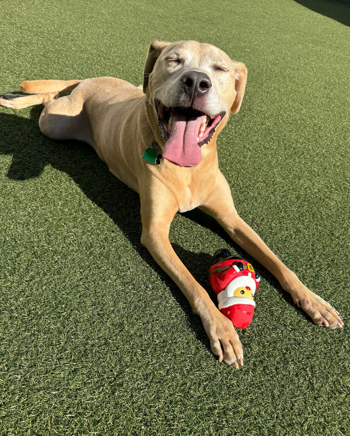 Keeping Your Dog Cool During The Summer