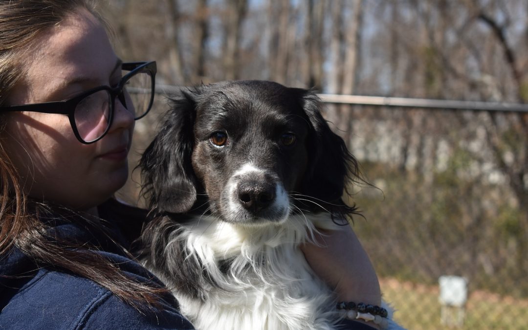 Our House Braselton Boarding: Safe & Loving Care for Your Dog