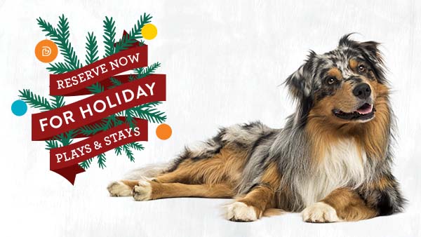 Dog ready to board at Our House Kennels in Braselton GA