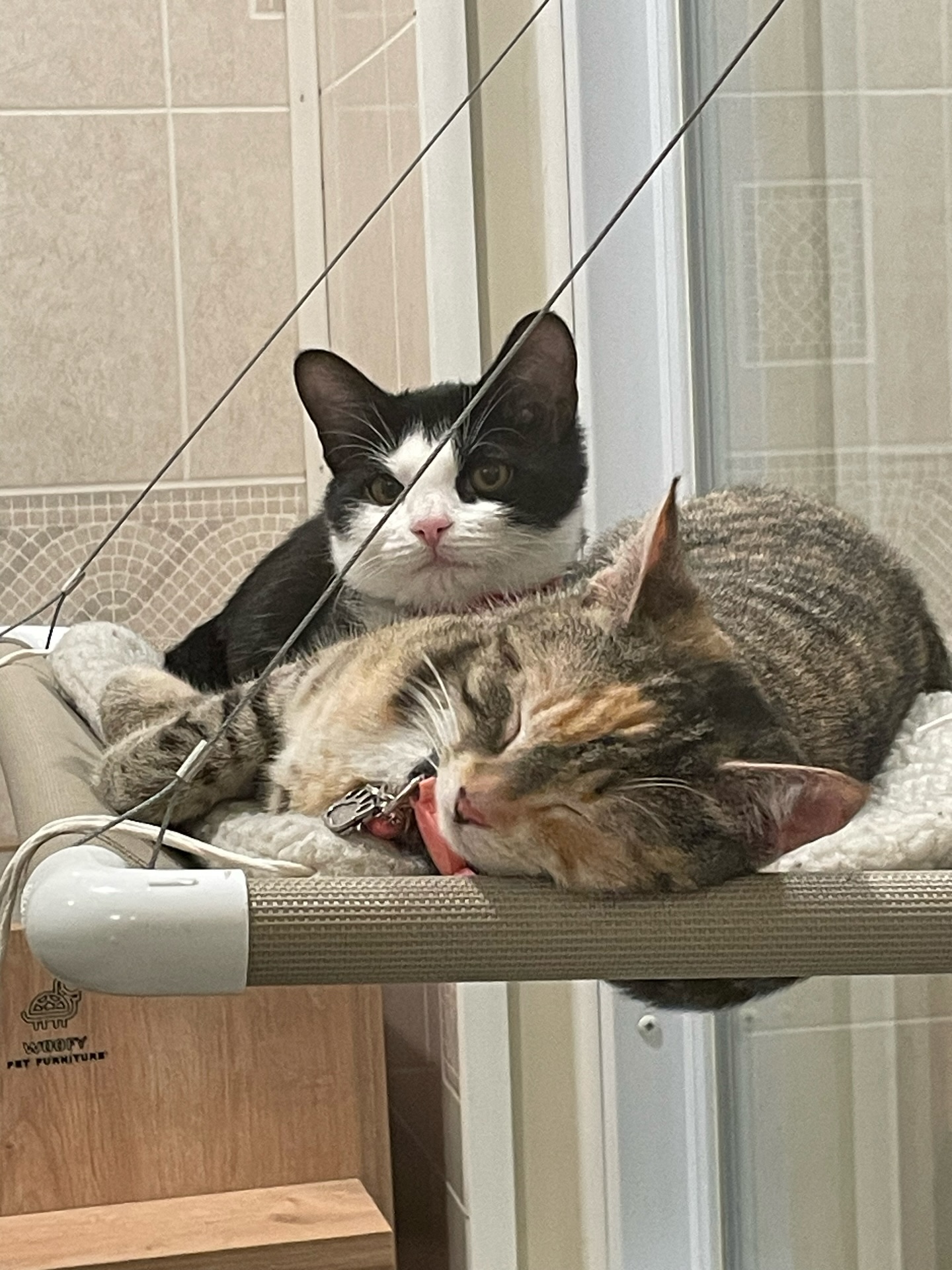 Spring Vacation – Dog & Cat Boarding Near Braselton, GA