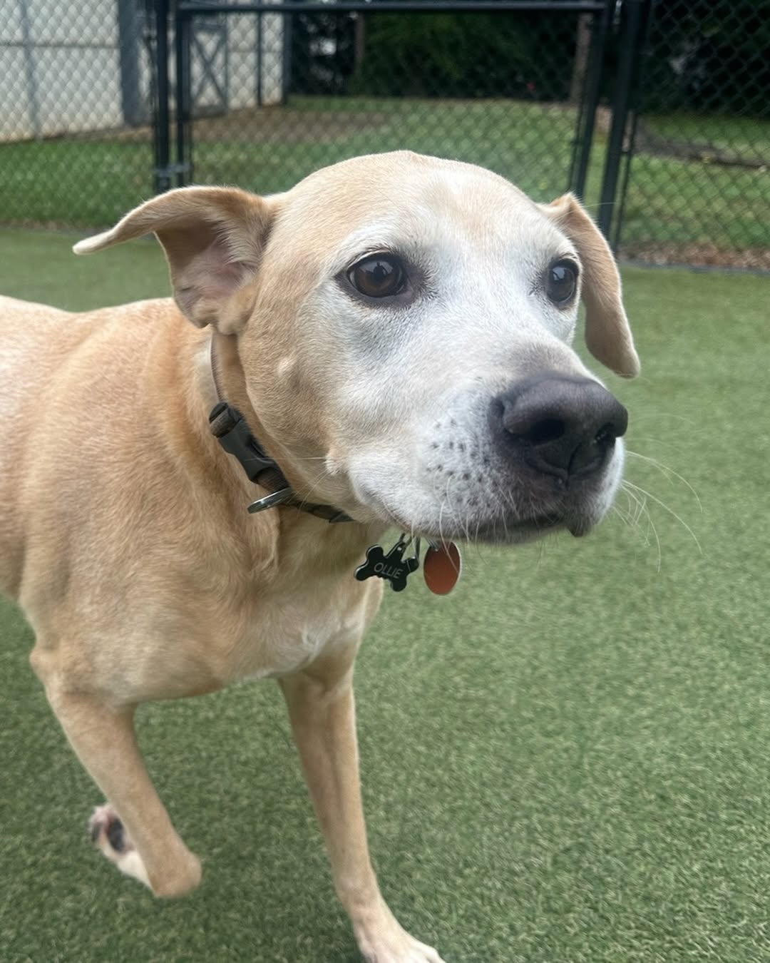 How to Choose the Best Dog Boarding Facility Near Braselton, Georgia